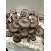 Mushroom Spawn bag 1.7kg  Pleurotus ostreatus Blue Shimiji  - FREE SHIPPING